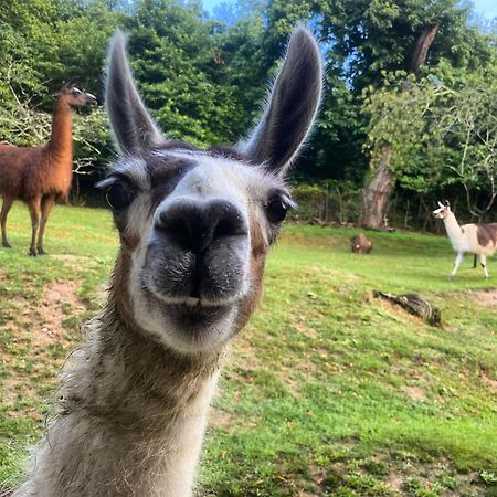 Loire Valley Llama Farm Stay Saint-Cyr-Les-Champagnes Esterno foto