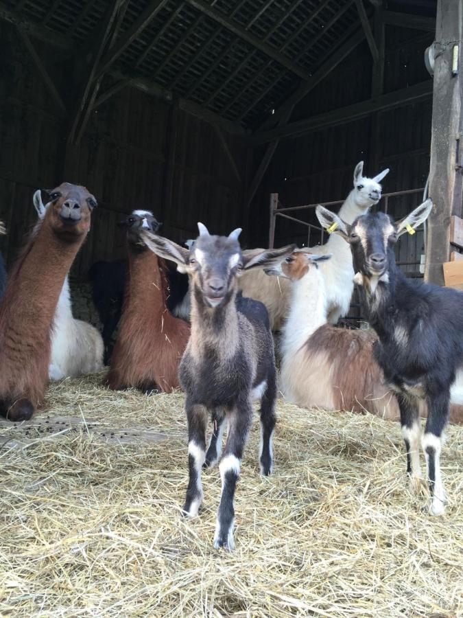Loire Valley Llama Farm Stay Saint-Cyr-Les-Champagnes Esterno foto