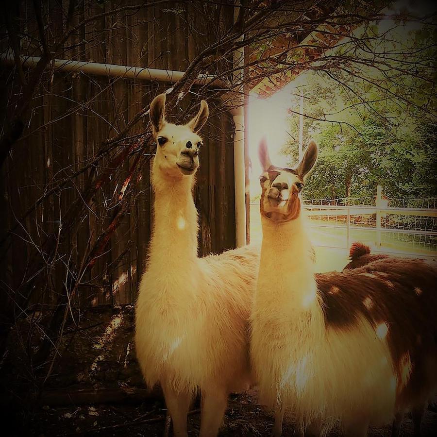 Loire Valley Llama Farm Stay Saint-Cyr-Les-Champagnes Esterno foto