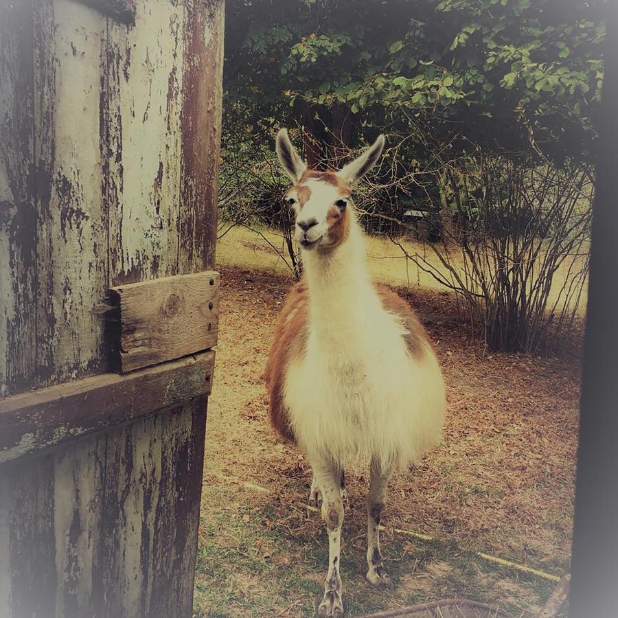 Loire Valley Llama Farm Stay Saint-Cyr-Les-Champagnes Esterno foto