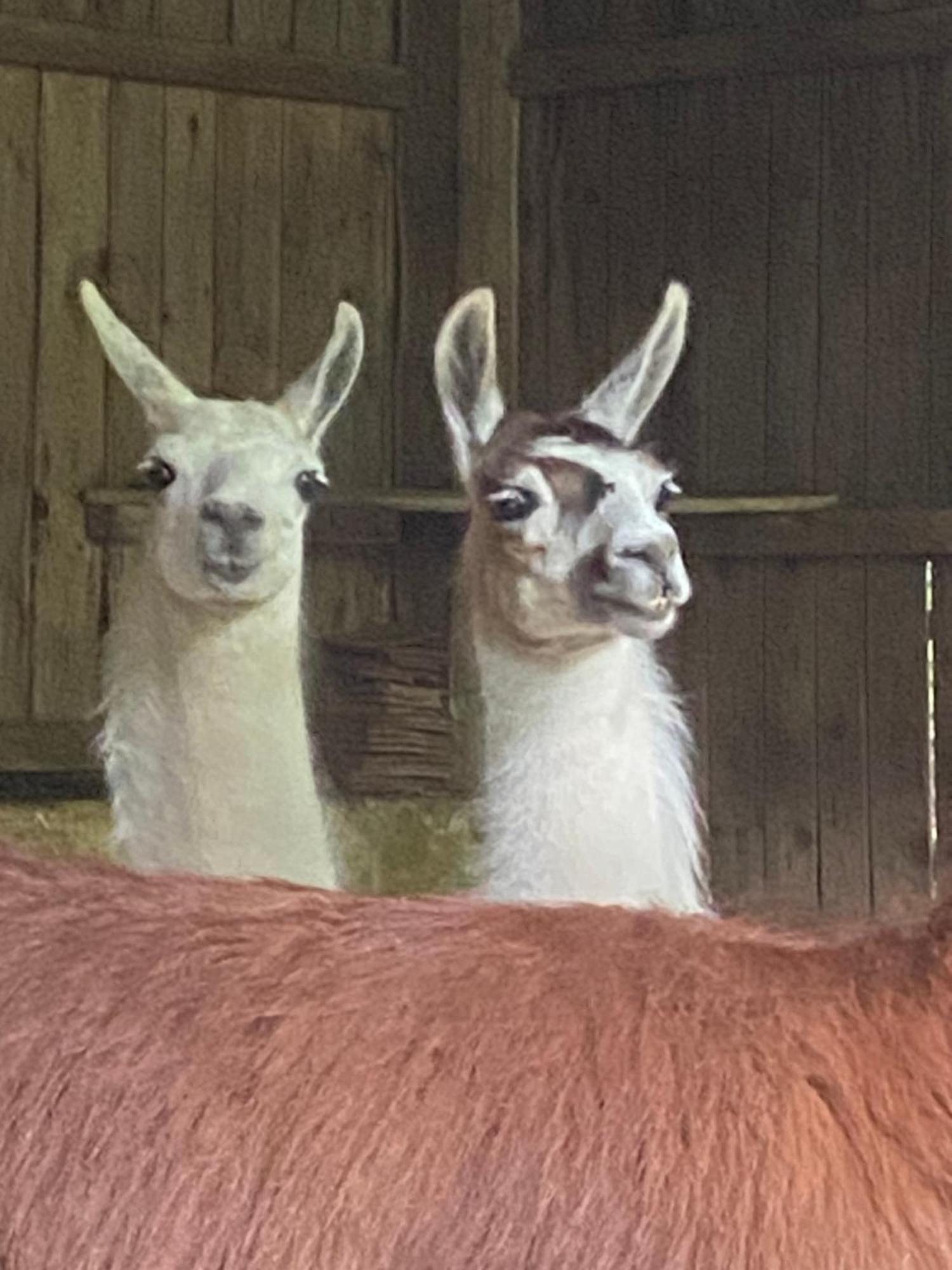 Loire Valley Llama Farm Stay Saint-Cyr-Les-Champagnes Esterno foto