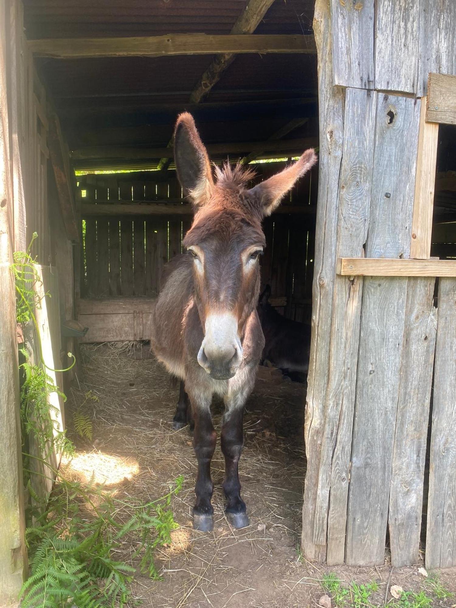 Loire Valley Llama Farm Stay Saint-Cyr-Les-Champagnes Esterno foto