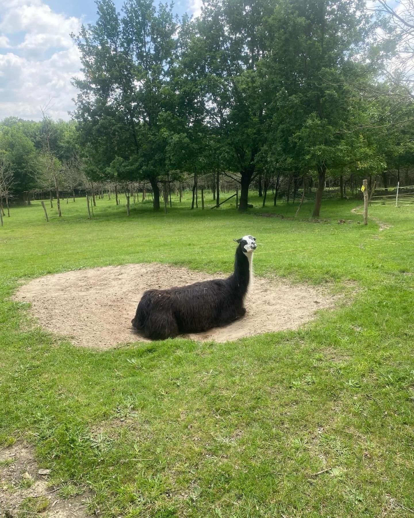 Loire Valley Llama Farm Stay Saint-Cyr-Les-Champagnes Esterno foto