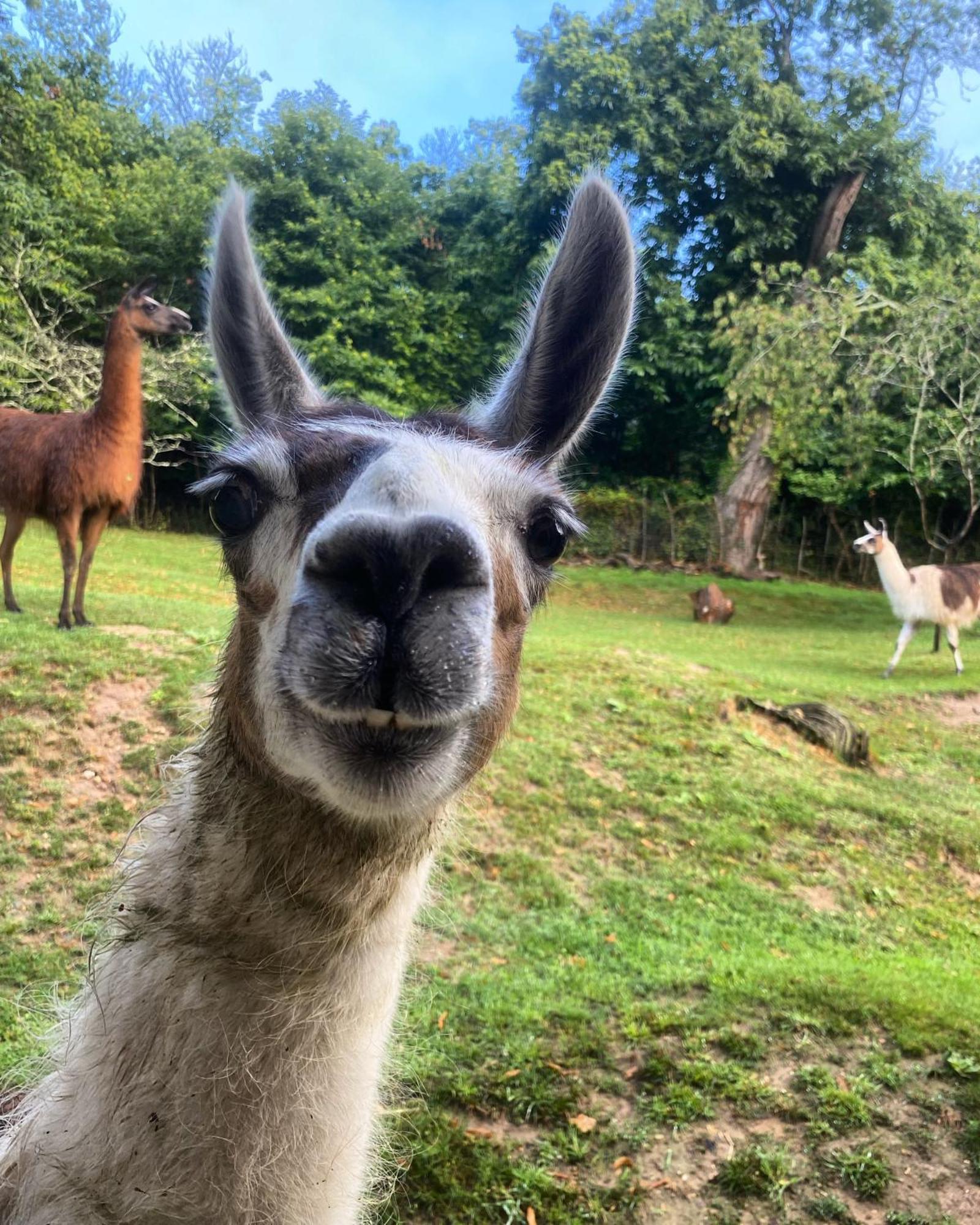 Loire Valley Llama Farm Stay Saint-Cyr-Les-Champagnes Esterno foto