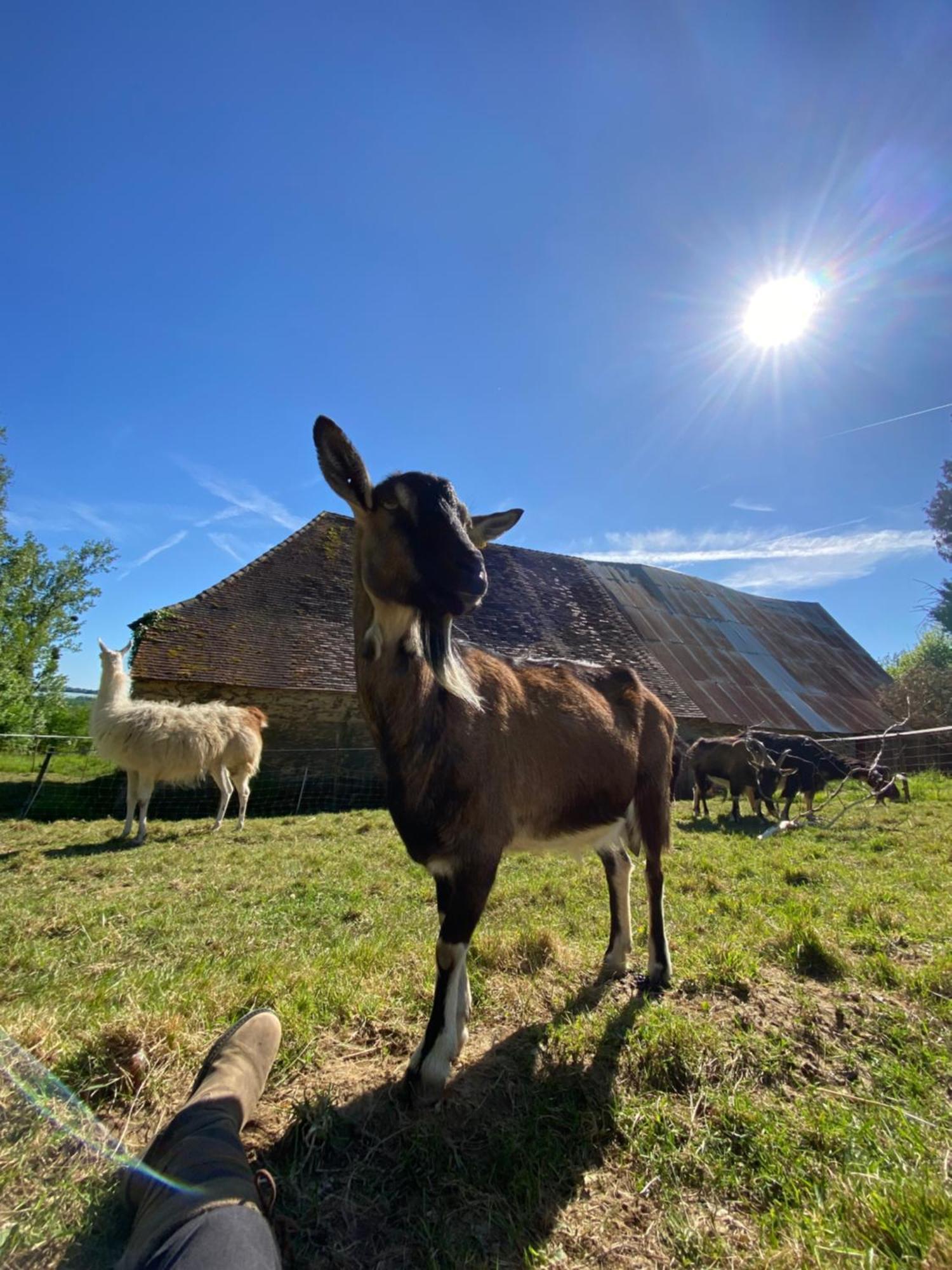 Loire Valley Llama Farm Stay Saint-Cyr-Les-Champagnes Esterno foto