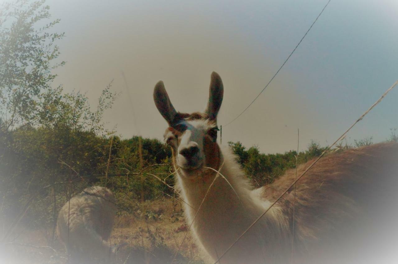 Loire Valley Llama Farm Stay Saint-Cyr-Les-Champagnes Esterno foto