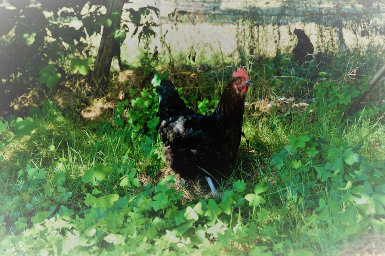 Loire Valley Llama Farm Stay Saint-Cyr-Les-Champagnes Esterno foto