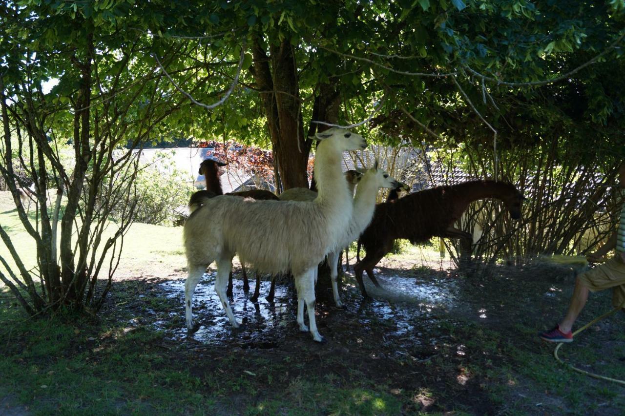 Loire Valley Llama Farm Stay Saint-Cyr-Les-Champagnes Esterno foto