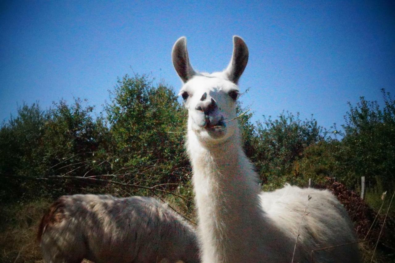 Loire Valley Llama Farm Stay Saint-Cyr-Les-Champagnes Esterno foto
