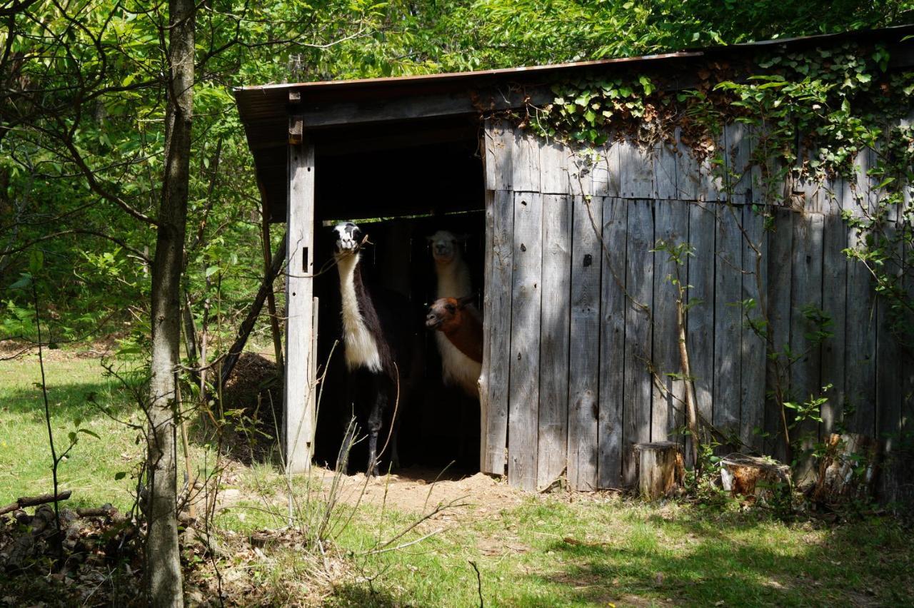Loire Valley Llama Farm Stay Saint-Cyr-Les-Champagnes Esterno foto