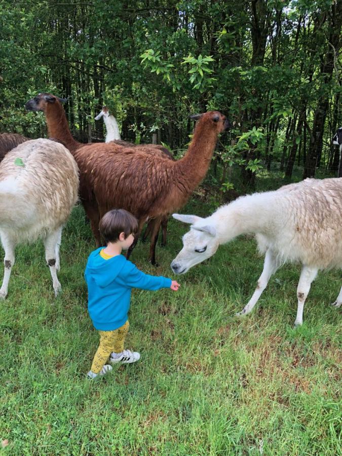 Loire Valley Llama Farm Stay Saint-Cyr-Les-Champagnes Esterno foto
